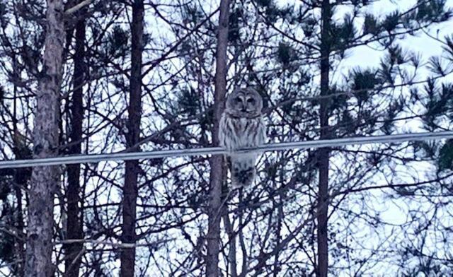 Life'S A Hoot Villa Au Gres Екстериор снимка